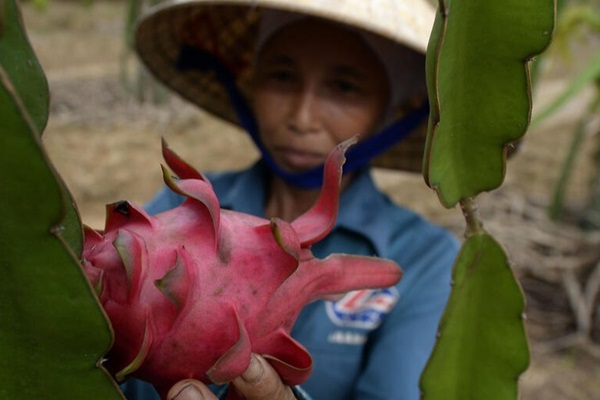 Pitaya harvest in Viet Nam Pitaya harvest in Viet Nam