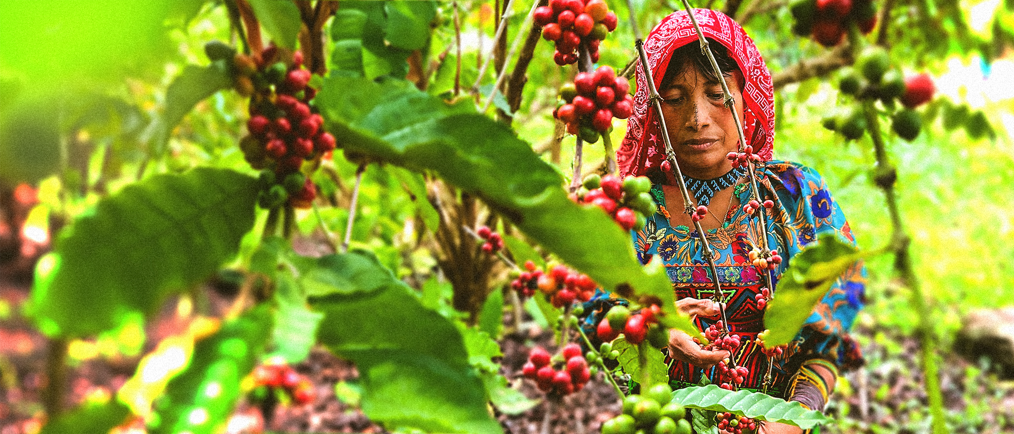 Sustainable coffee production techniques in Panama build on Indigenous Peoples’ traditional knowledge