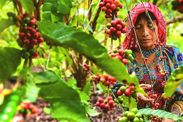 الأيادي التي تقف خلف فنجان قهوة في بنما