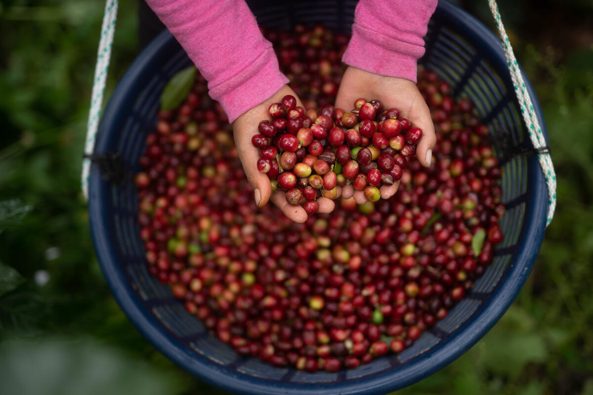 How are Central America’s coffee value chains preparing for new regulations on deforestation-free products?