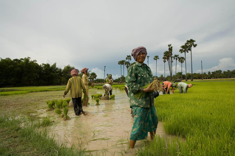 New investment to boost climate-resilient agriculture in Cambodia