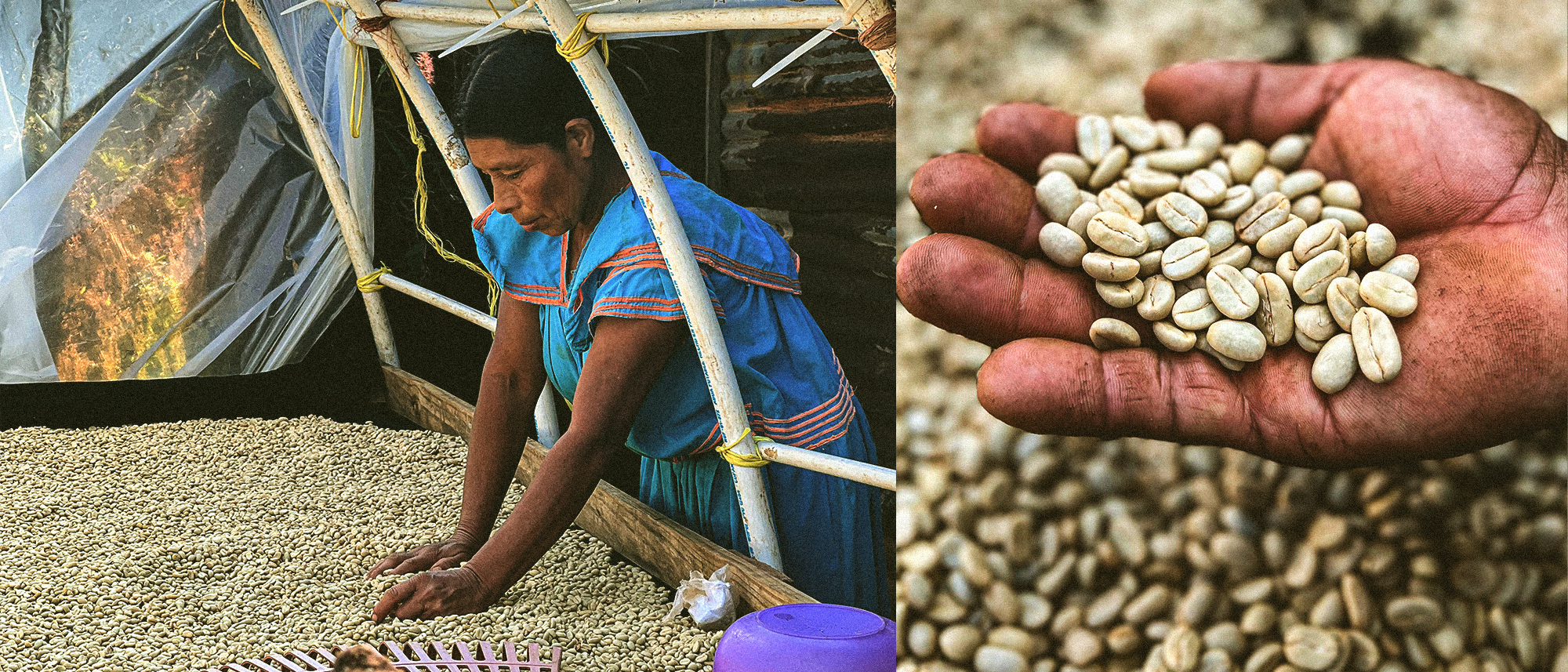 By partnering with coffee company, Café Durán, Indigenous Peoples’ communities are accessing a new market that is reliable and pays fair prices.