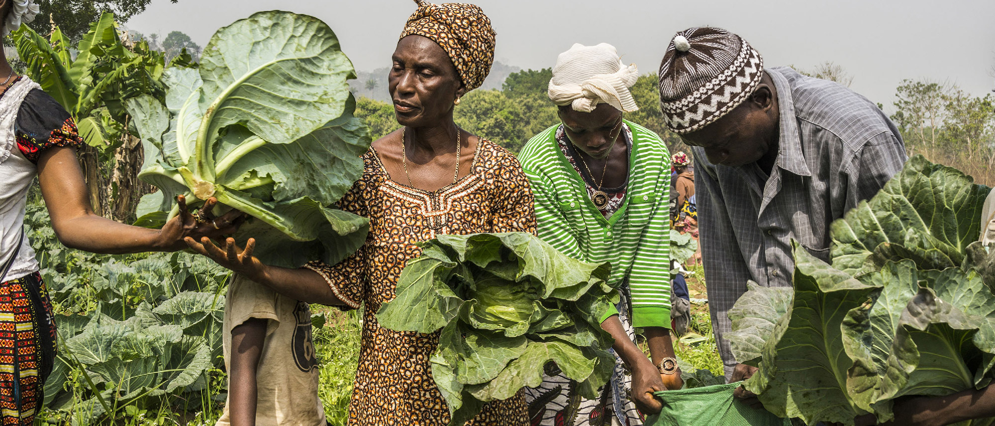 Climate Finance: an instrument for sustainable agrifood system transformation in Sierra Leone Climate Finance: an instrument for sustainable agrifood system transformation in Sierra Leone