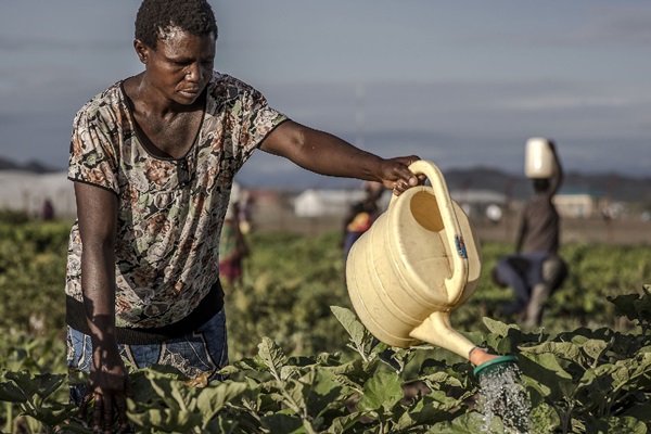 Encourager les investissements dans l’alimentation et l’agriculture en Afrique, aux côtés du Groupe de la Banque africaine de développement