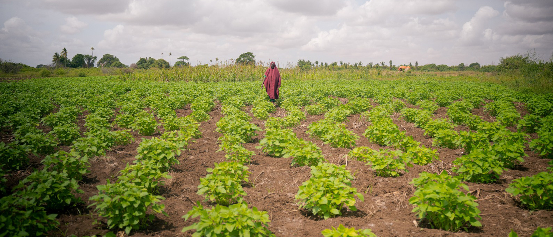Green Climate Fund approves funding worth over USD 130 million for FAO-led projects in Somalia and Iraq Green Climate Fund approves funding for FAO-led projects in Somalia and Iraq