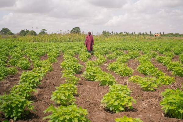 Green Climate Fund approves funding for FAO-led projects in Somalia and Iraq Green Climate Fund approves funding for FAO-led projects in Somalia and Iraq