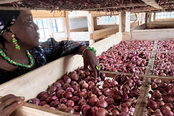 Onion farmer in Sierra leone
