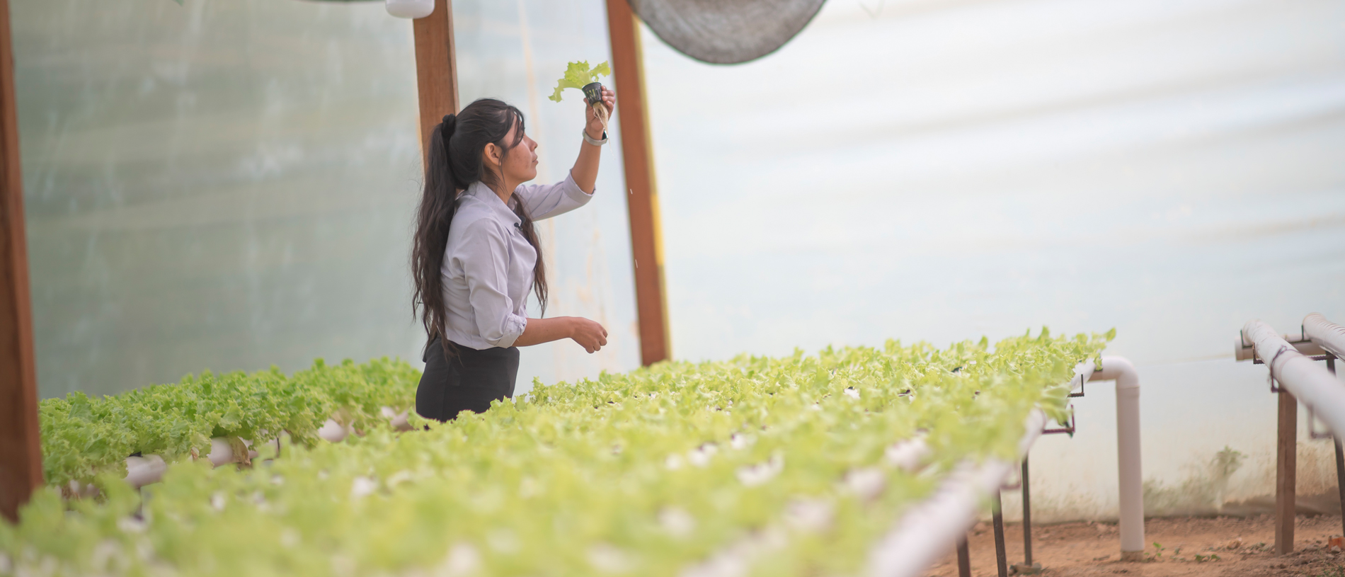 Rural Alliances spark agricultural transformation in Bolivia