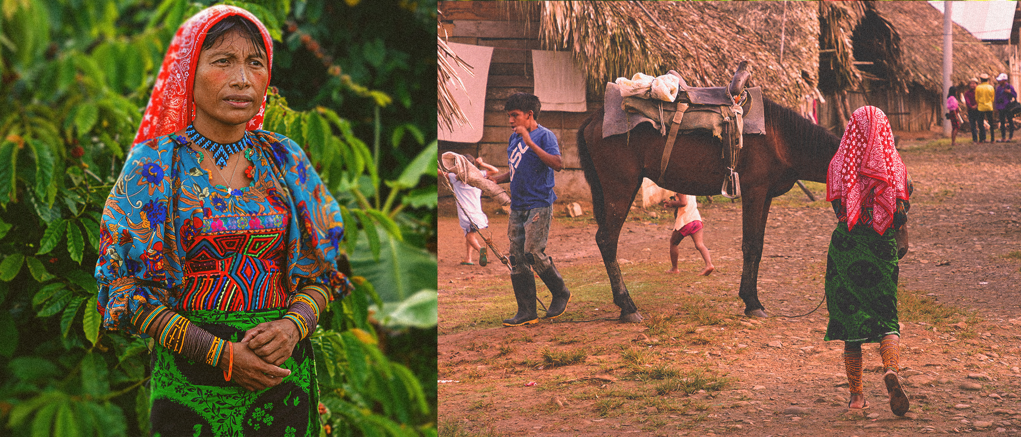 Sustainable coffee production techniques in Panama build on Indigenous Peoples’ traditional knowledge