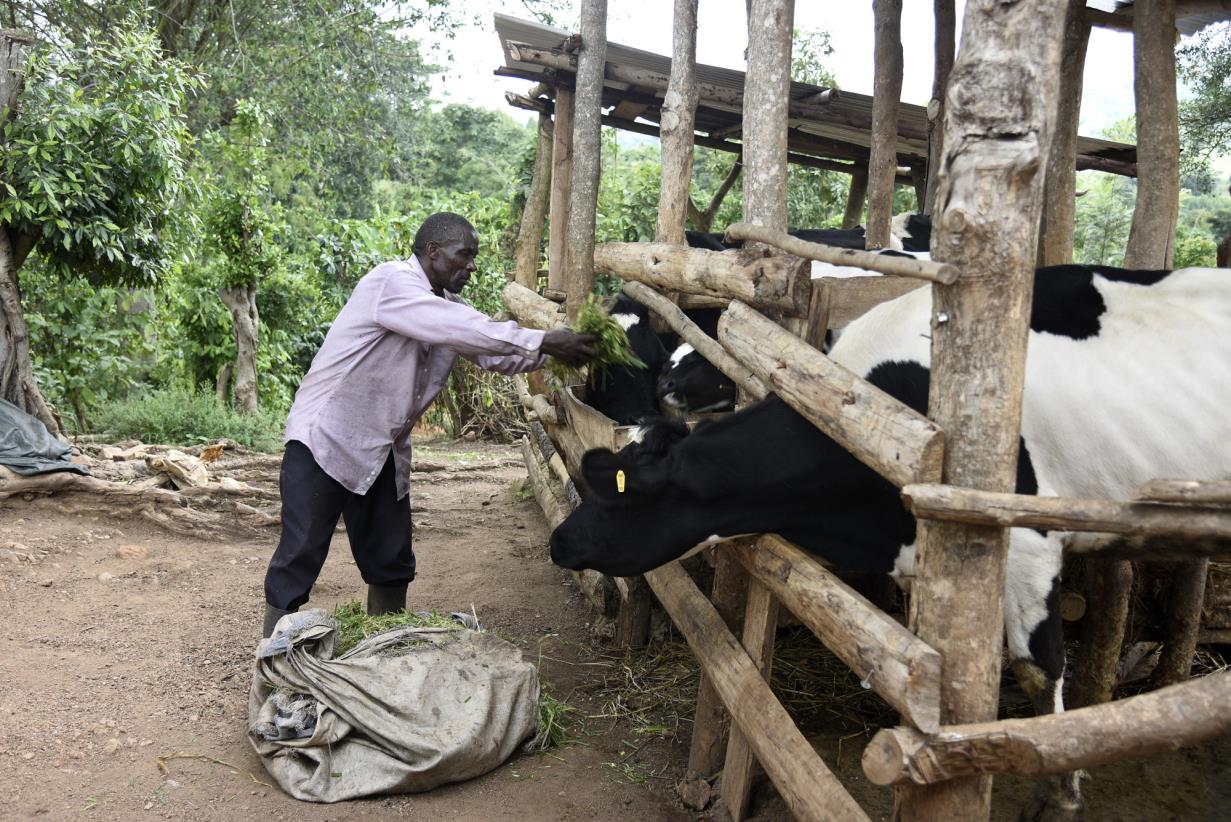 De-risking investment to boost Uganda’s beef and dairy industries