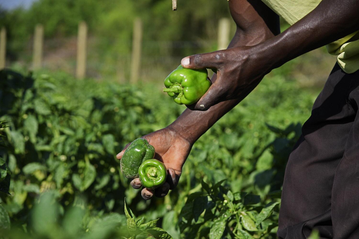 AgrInvest is supporting the Uganda Development Bank on Green Finance