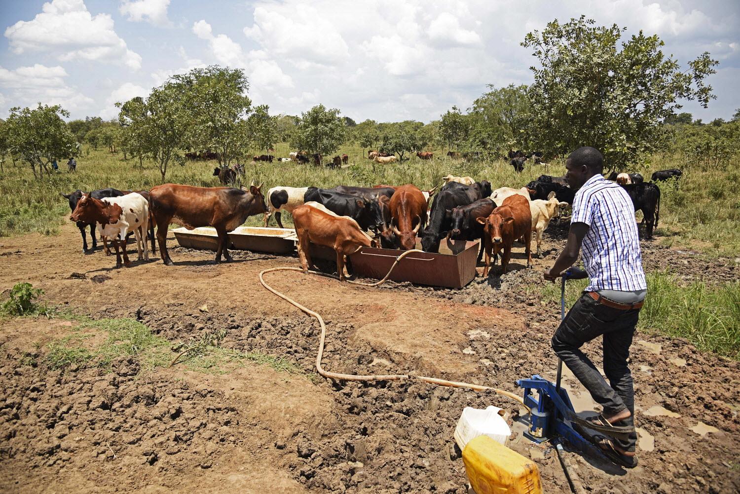Boosting Uganda’s beef production and exports with price incentives