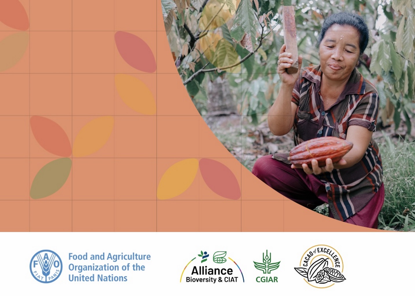 The potential for a superior quality cacao market to boost small farmers' income Image combining a photograph of a woman harvesting cocoa and some graphic design elements