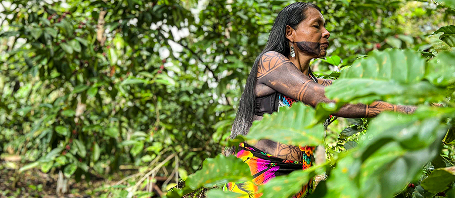 Empowering Indigenous coffee farmers in Panama