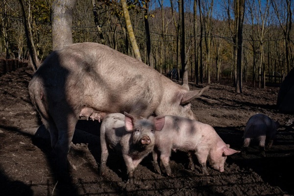 Pigs Pigs