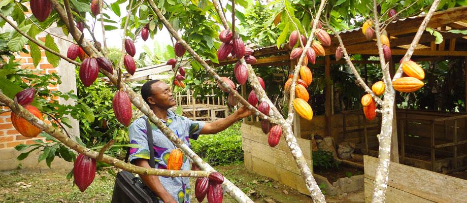 Does demand for superior quality cocoa mean higher prices for cocoa producers?