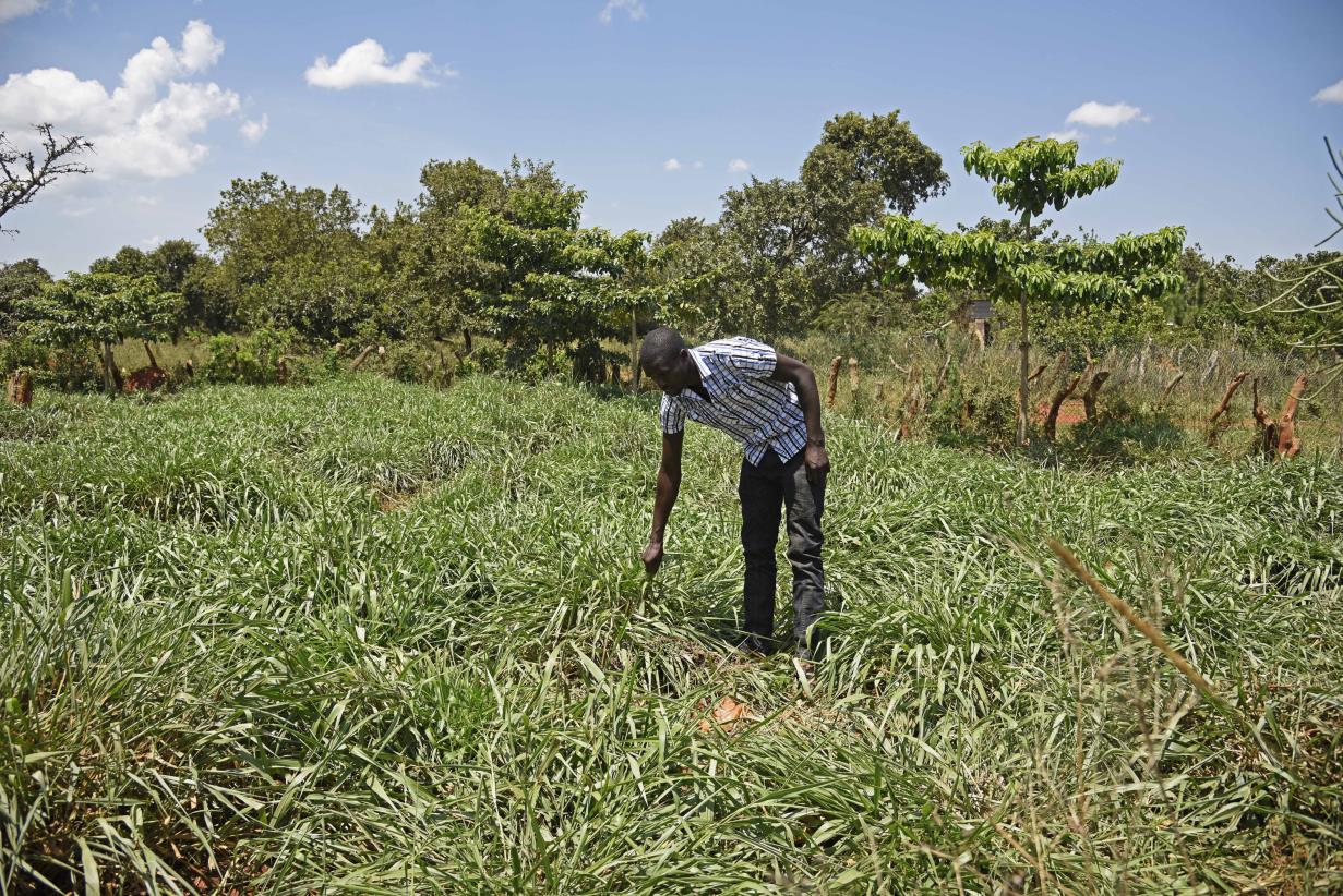 FAO enhances capacity of the Uganda Development Bank: