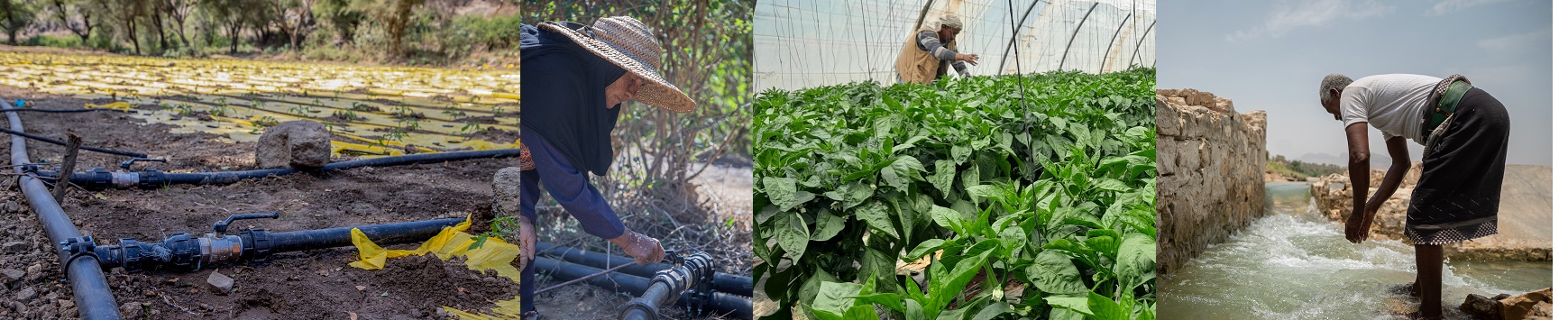 FAO in Yemen is introducing sustainable and effective ways of water use