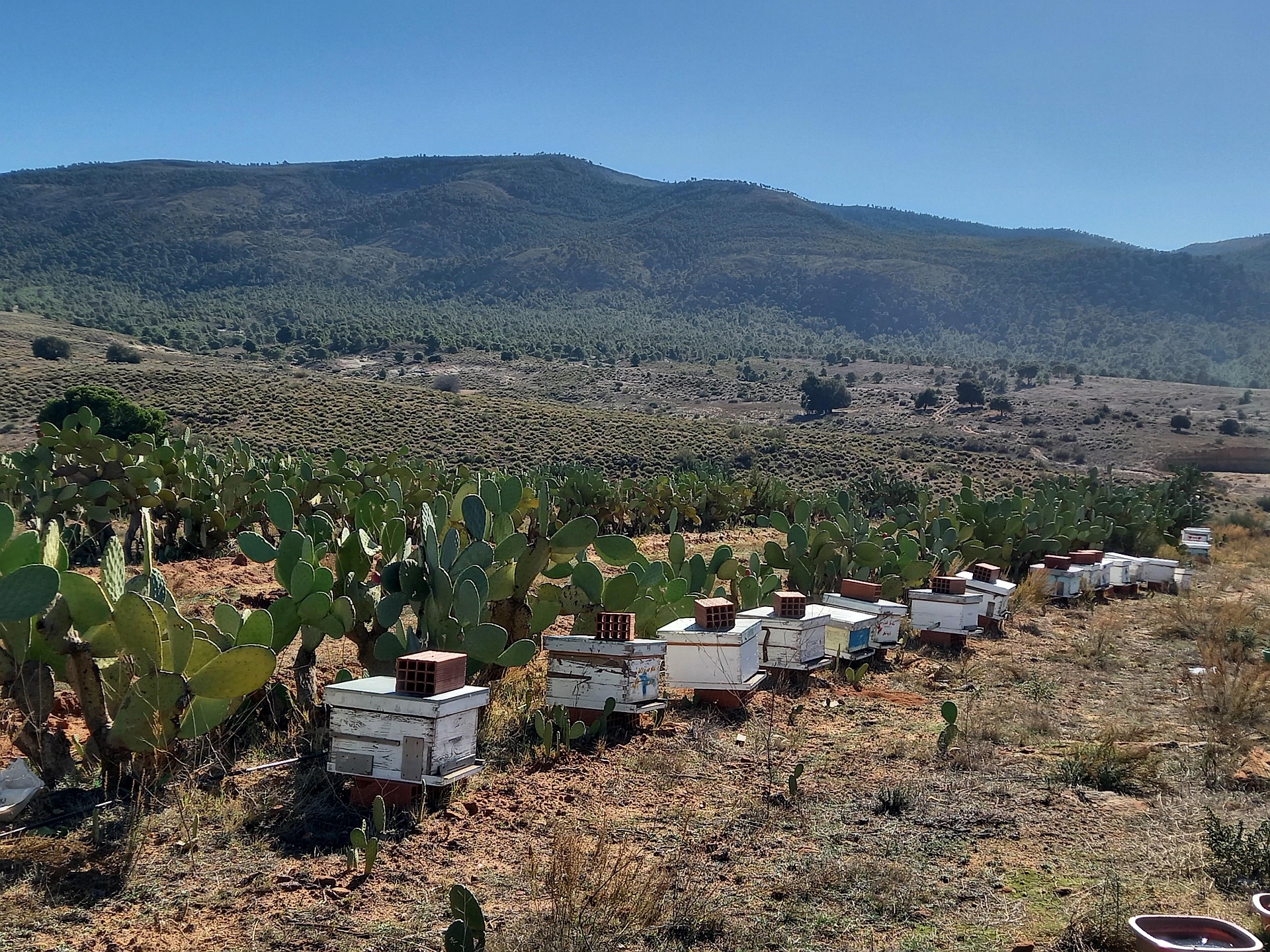 forest cactus beekeeping Tunisisa
