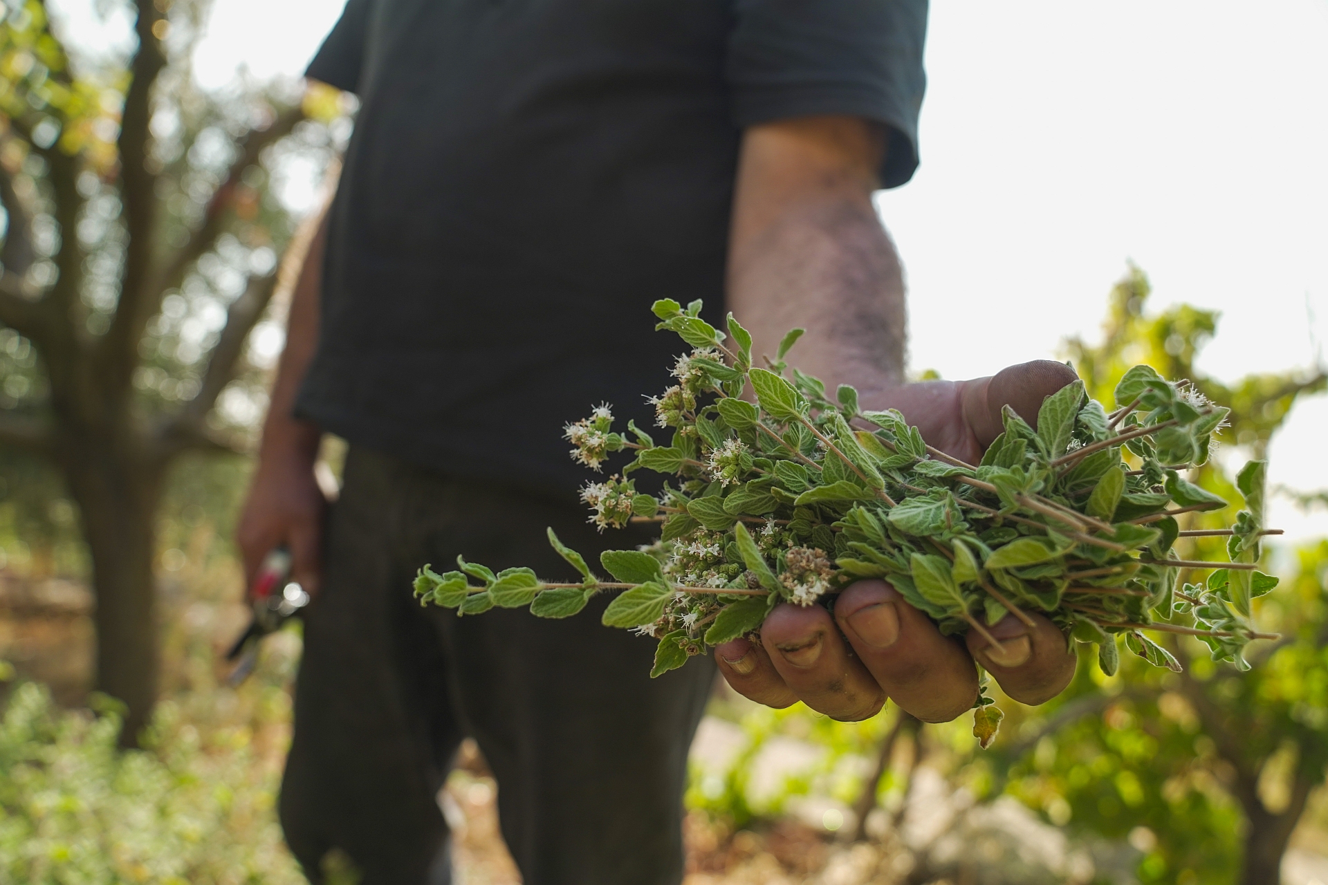 Reforestation and afforestation efforts in Lebanon