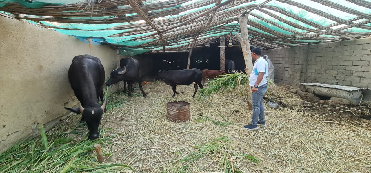 Unlocking Agricultural Potential: Resilient Fodder production in Southern Iraq