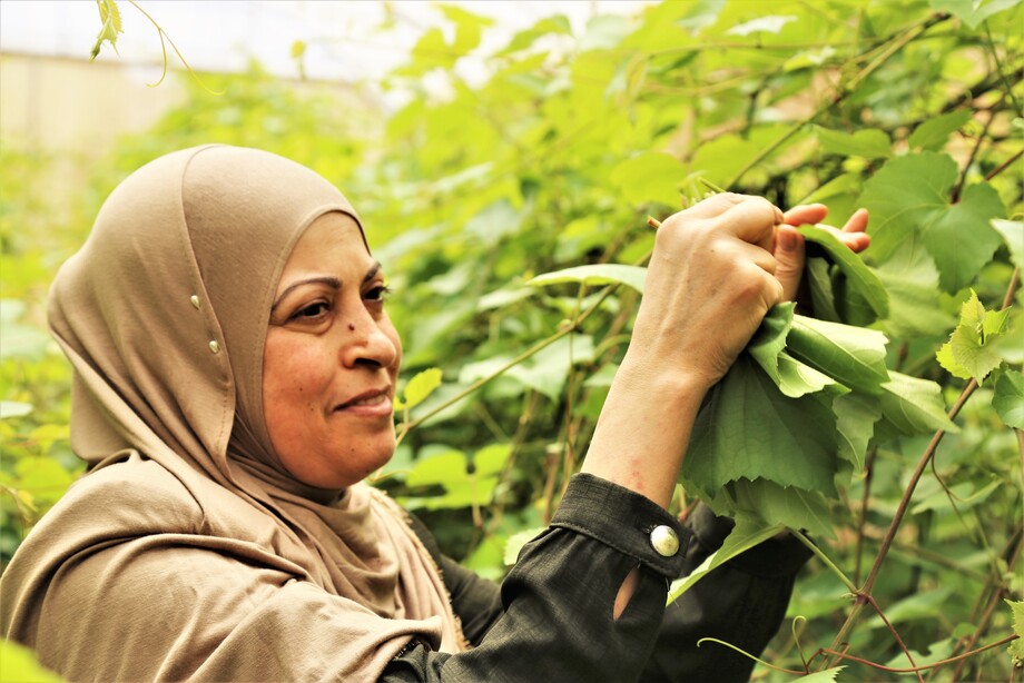 Economic growth through optimized agricultural value chains