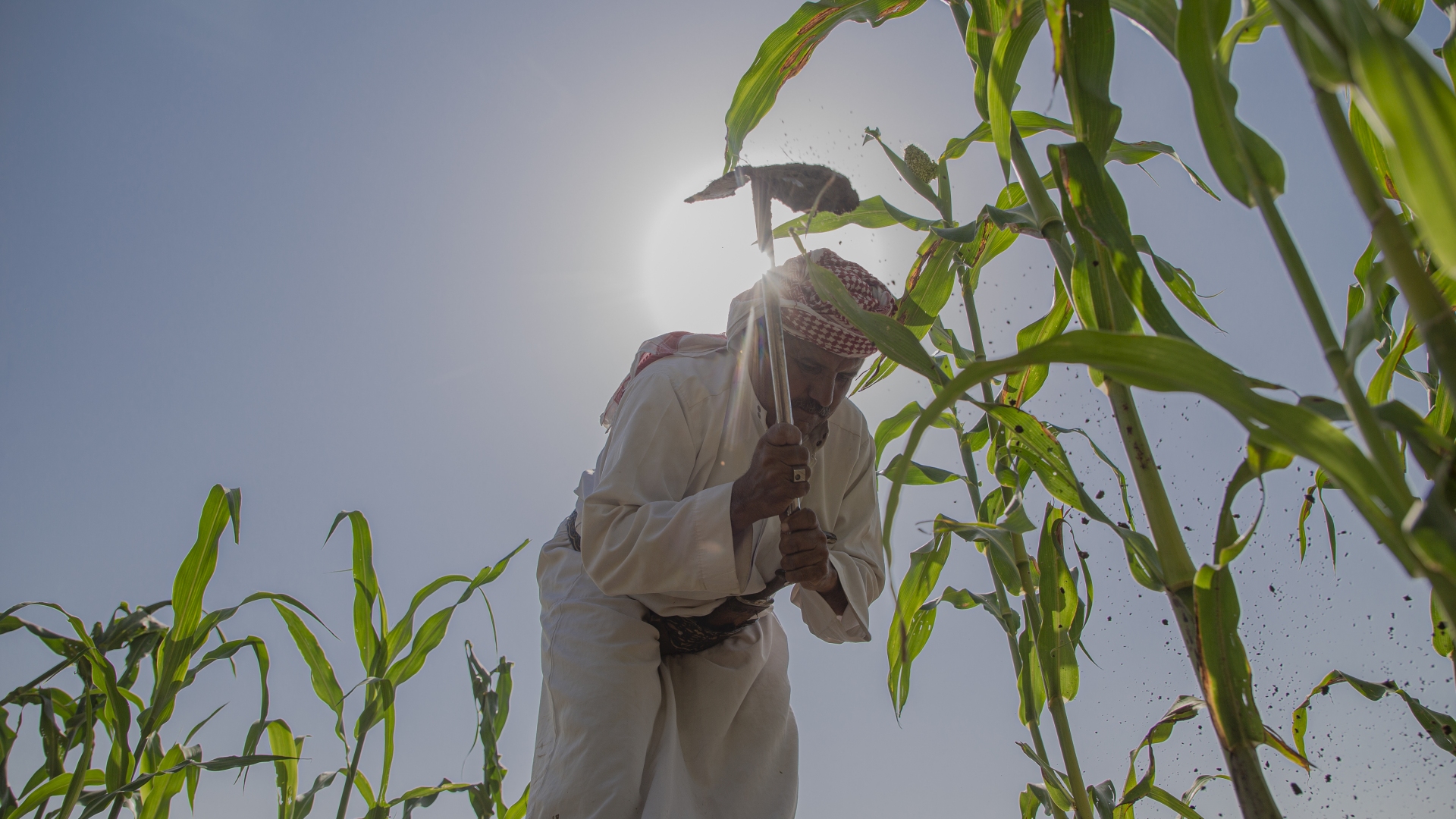 Early Warning System Protects Crops and Farmers in Yemen