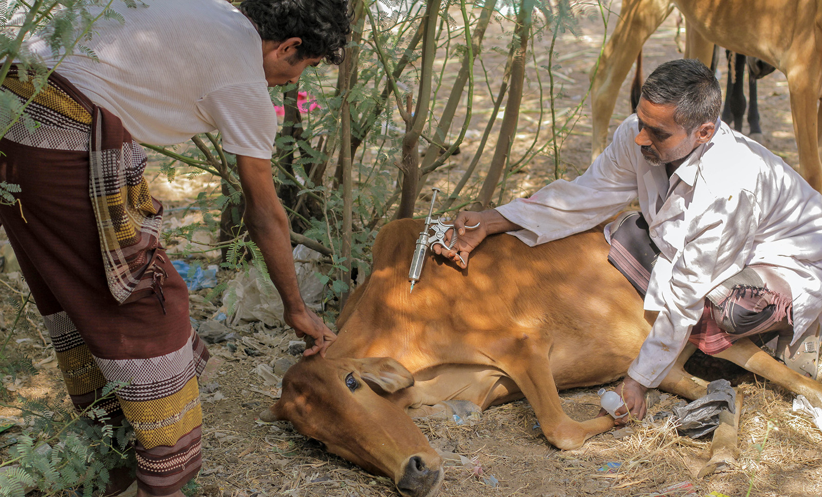 Yemen's battle: Reshaping agrifood systems amidst climate change and conflict