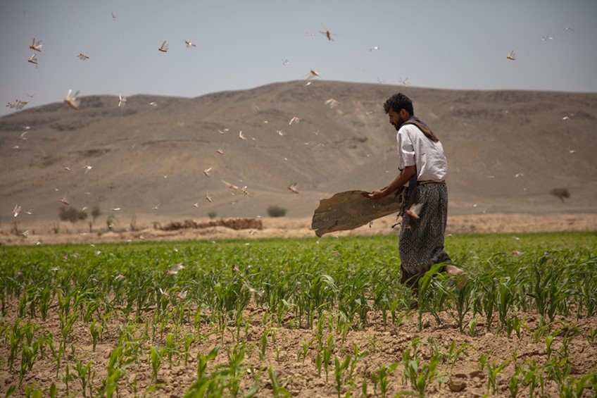 Yemen's battle: Reshaping agrifood systems amidst climate change and conflict