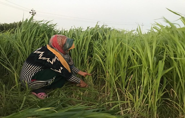 Unlocking Agricultural Potential: Resilient Fodder production in Southern Iraq