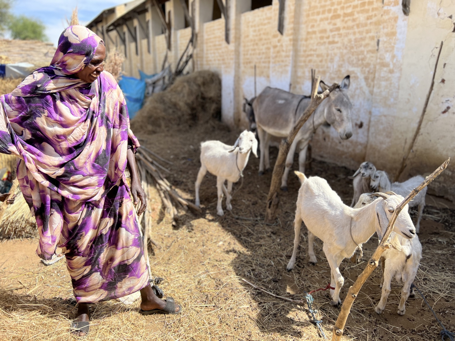 Restoring food and nutrition security of affected farming and pastoral communities in Sudan through the provision of emergency agriculture and livestock.