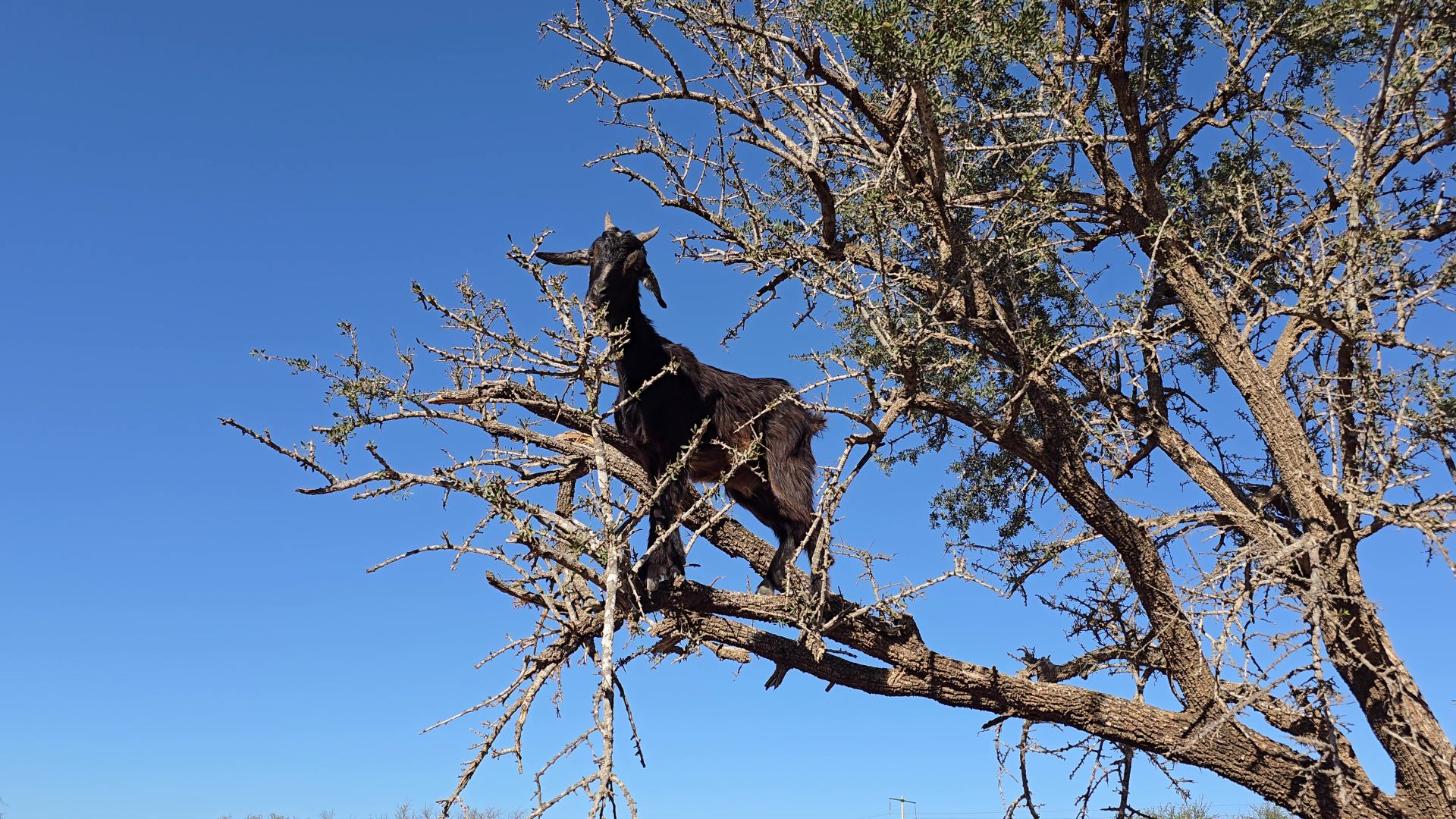 From roots to resilience: Empowering Morocco’s argan landscapes through innovation and community stewardship