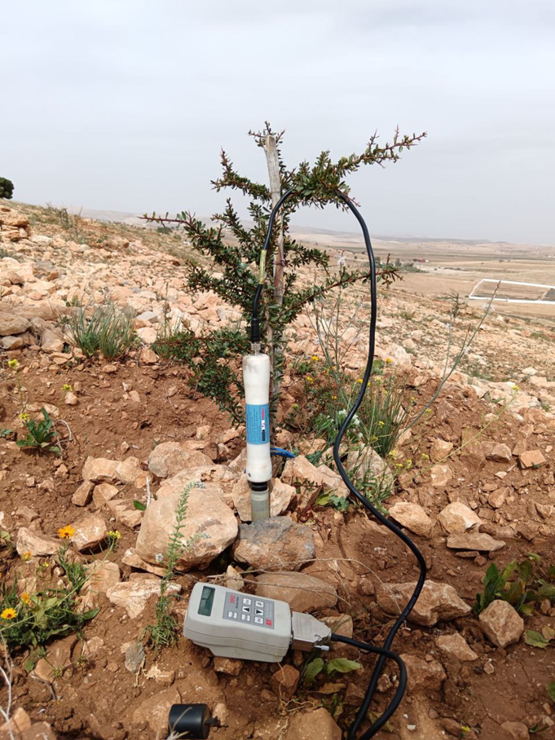 From roots to resilience: Empowering Morocco’s argan landscapes through innovation and community stewardship