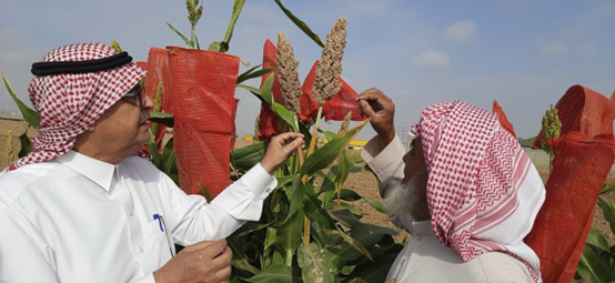 Locally led adaptation for resilient and sustainable agrifood systems:
The success story of rainfed cereals in Saudi Arabia