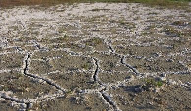 Combating the root cause: tackling soil salinity for advancing agriculture in Saudi Arabia