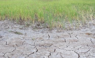 Combating the root cause: tackling soil salinity for advancing agriculture in Saudi Arabia