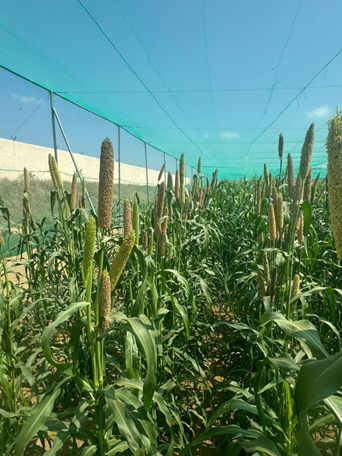 Locally led adaptation for resilient and sustainable agrifood systems:
The success story of rainfed cereals in Saudi Arabia