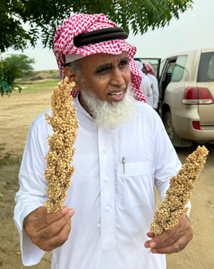 Locally led adaptation for resilient and sustainable agrifood systems:
The success story of rainfed cereals in Saudi Arabia