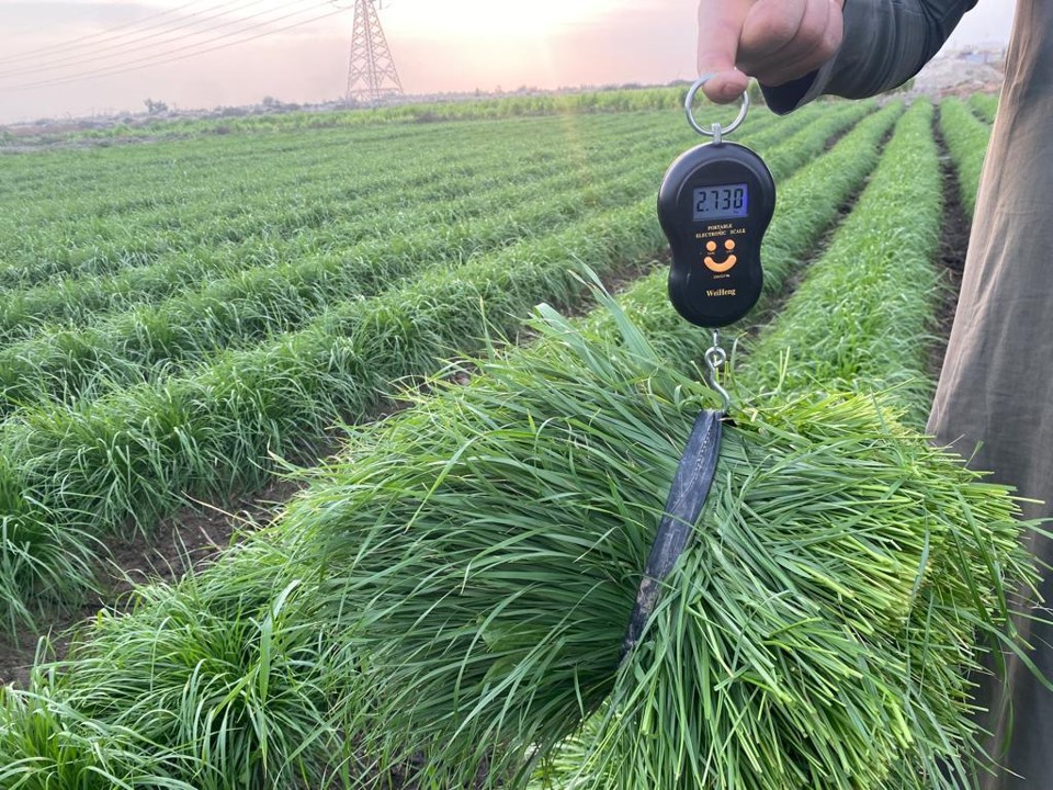Unlocking Agricultural Potential: Resilient Fodder production in Southern Iraq