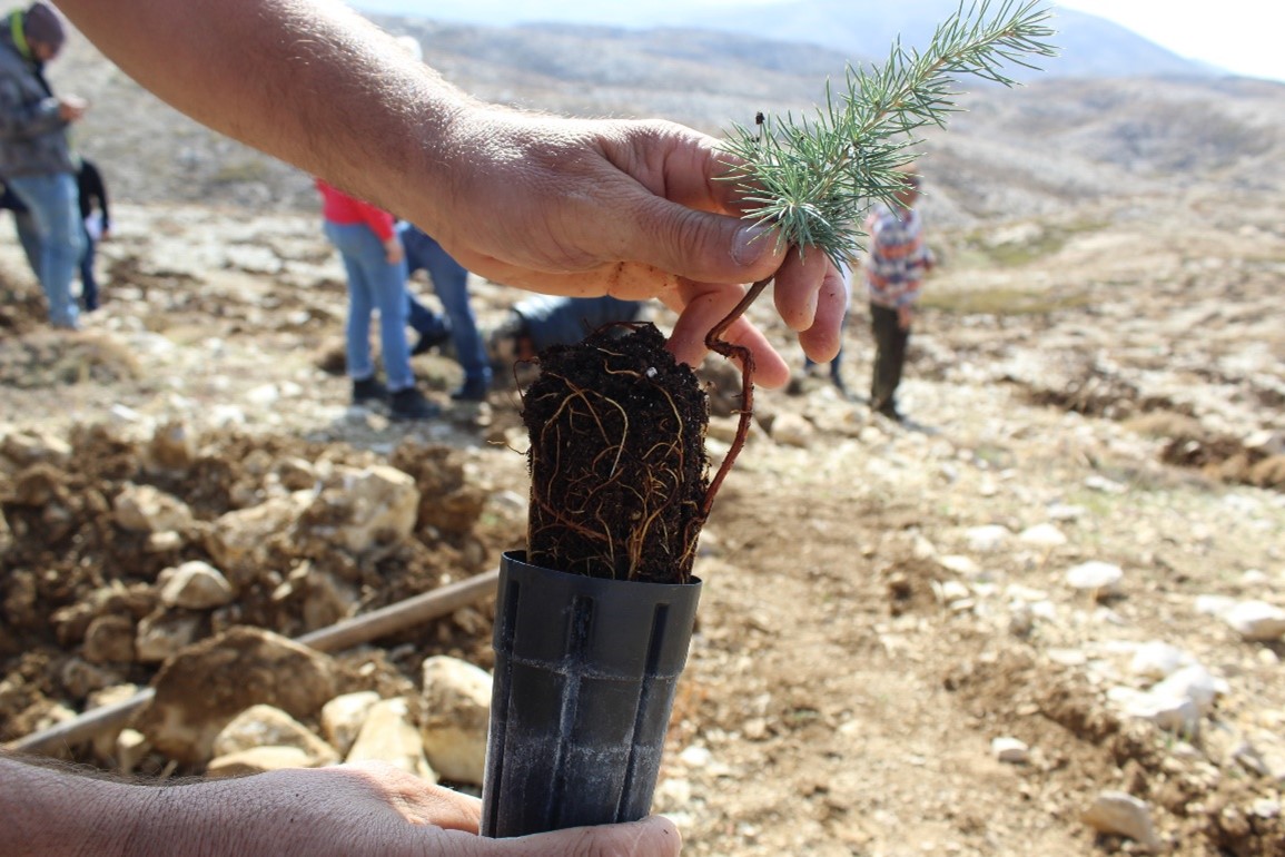 Reforestation and afforestation efforts in Lebanon