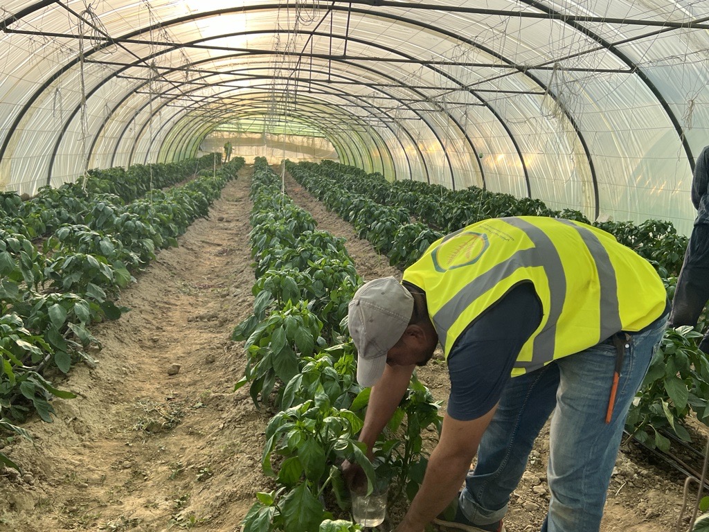 From scarcity to sustainability: a leap toward efficient irrigation in Saudi Arabia