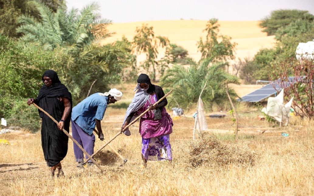 Agrosilvopastoralism in action: restoring Mauritania’s ecosystems for a sustainable future