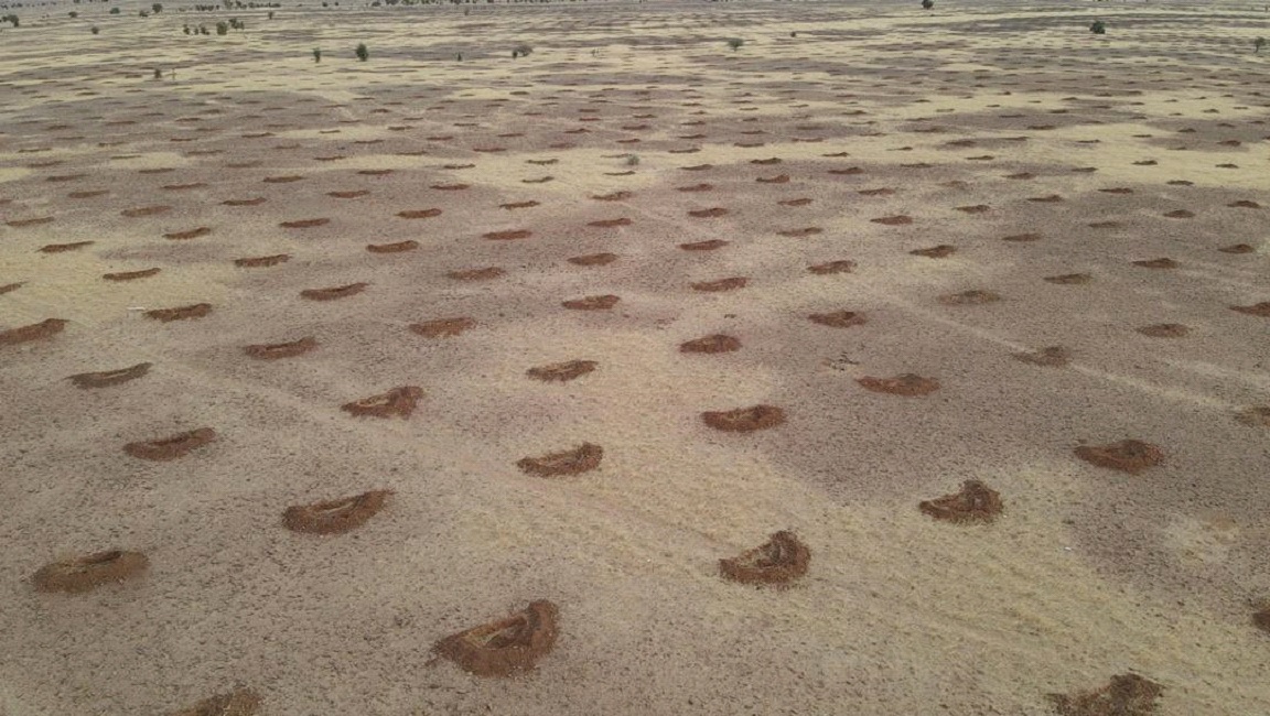 Agrosilvopastoralism in action: restoring Mauritania’s ecosystems for a sustainable future