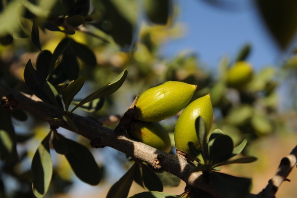 Argan-based agro-sylvo-pastoral