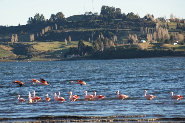 Chile - Chiloé Agriculture