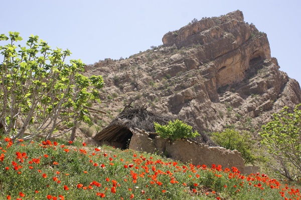 Estahban Rainfed Fig Orchards Heritage System, Fars Province