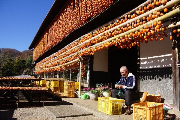 Fruit Cultivation System in Kyoutou Region, Yamanashi, Japan
