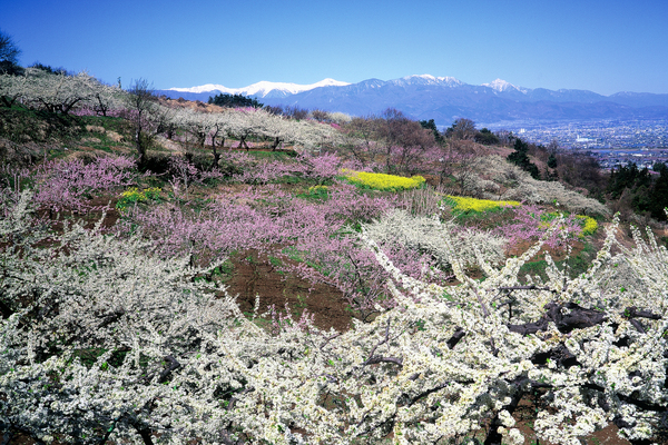 Fruit Cultivation System in Kyoutou Region Yamanashi Japan