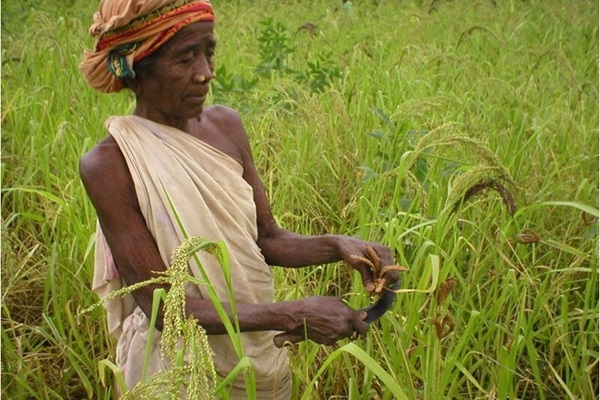 India - Koraput Traditional Agricultur