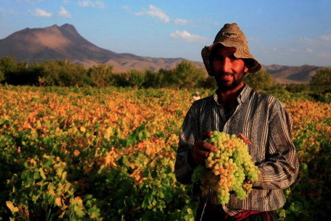 Iran - Grape Production System in Jowzan Valley